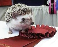 Hedgehog Shows